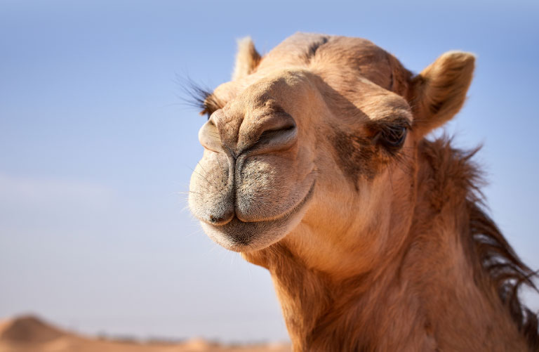 Take a selfie at the Camel Farm Bahrain