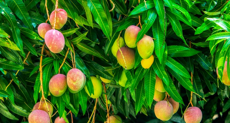 lulu mango mania 2021  and 7 fun facts about mangoes