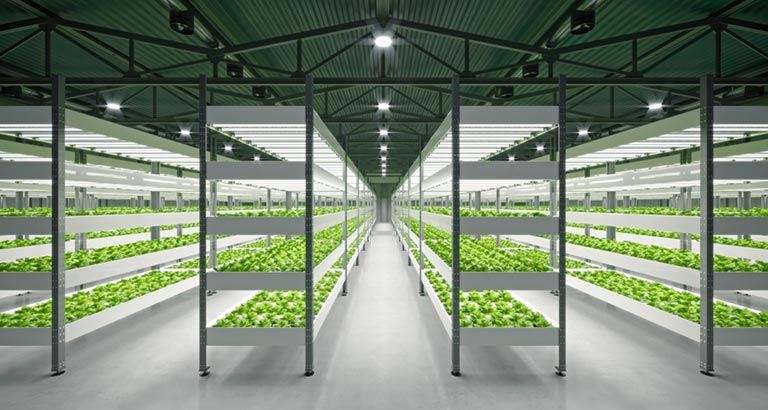 Vertical Farming and Hydroponics in Bahrain