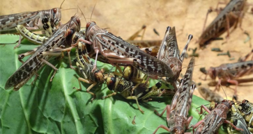 Locusts could return to the Bahrain this week
