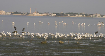 Tubli Bay to be Revamped to Meet Environmental Standards and Requirements